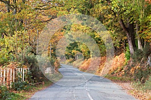 Country lane in autumn lined with trees in autumnal shades of brown and gold