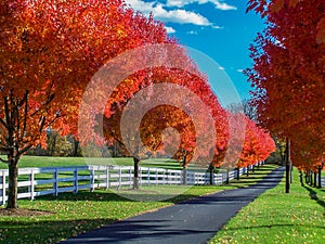 Country Lane Bordered by Spectacular Autumn Foliage and White Fencing