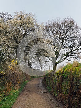 country lane in early spring with apple tree in blossom and hedgerow flowers