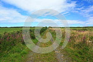 Country Lane, Ireland