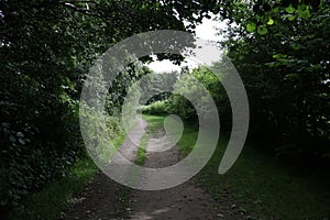 Country Lane on a Shady Summer Afternoon