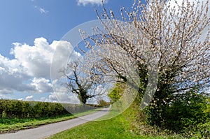 Country lane in sping