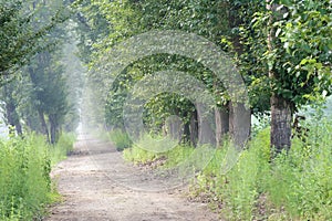 Country lanes