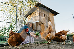 Country life, city woman feeding chickens with fresh grass
