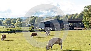 Country life - farm field