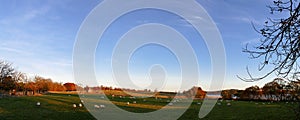 Country life - farm field with sheep - Panorama Picture