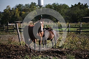 Country life in fresh air and horse farm with thoroughbred stallions. Brown horse with white spot on its head stands and looks
