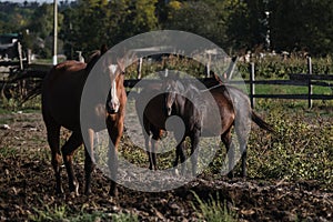 Country life in fresh air and horse farm with thoroughbred stallions. Brown horse with white spot on its head stands and looks