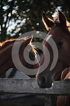 Country life in fresh air and horse farm with thoroughbred stallions. Two adult beautiful brown stallions photo in profile. One in