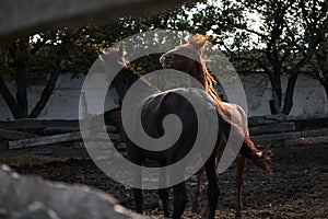 Country life in fresh air and horse farm with thoroughbred stallions. Two beautiful adult horses are fighting or playing behind