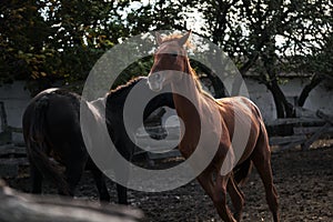 Country life in fresh air and horse farm with thoroughbred stallions. Two beautiful adult horses are fighting or playing behind