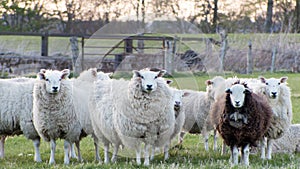 Country life - Sheep