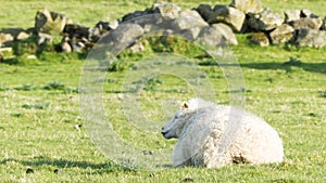 Country life - Sheep