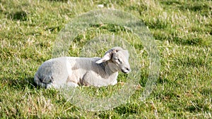 Country life - Sheep