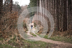 Country living man in hat walking springer spaniel companion gun dogs through woodland forest trees alone. Countryside road.