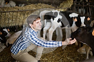 Male employee with dairy cattle in livestock farm