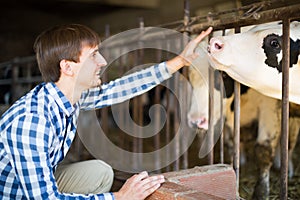 Male employee with dairy cattle in livestock farm