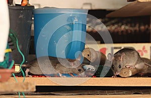 Country mouse small field vole rodent searching for food