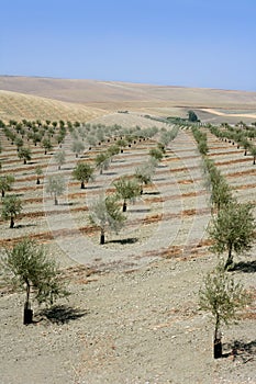 Country olive young trees hill field