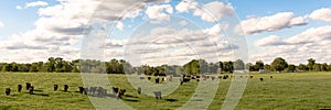 Country panorama of cattle in lush pasture