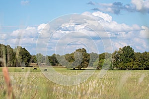 Country pasture landscape