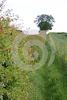 Country path