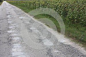 Country path of an asphalt dirt road next to a large field of tall sunflowers