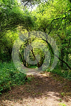 Country path in Erdeven forest
