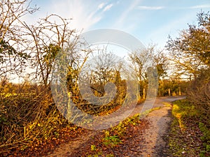 Country path road way gate fence trees autumn empty