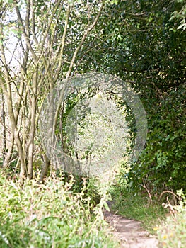 Country path trail arch way through tree scene