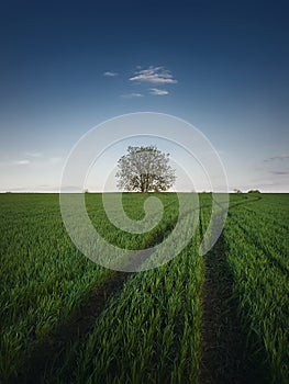 Country pathway along a green wheat field with a lone tree on the horizon. Summer season nature, idyllic landscape. Road across