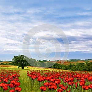 Country Poppy Meadows