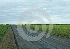 Country road across yellow canola fields