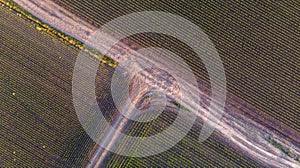 Country Road Aerial flight over Green and lush Agricultural fields of Corn plants