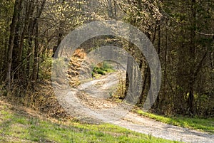 Country road in afternoon sun