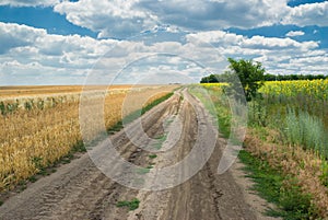 Country road between agricultural fields