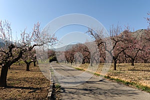 Country road through almond orchards with flowers in early Spring, Spain