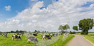 Country road along a meadow with cows in Groningen