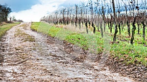 country road along vineyard in Alsace in winter
