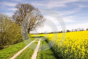 Country road along a yellow field