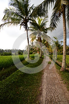 A country road amongst the rice paddies. Ubud. Gianyar regency. Bali. Indonesia