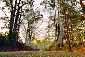 Country road in Australia