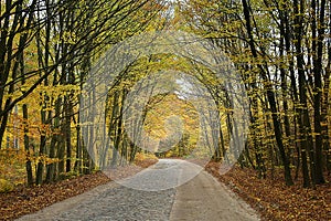 Country Road in autumn forest Illuminated by sunbeams