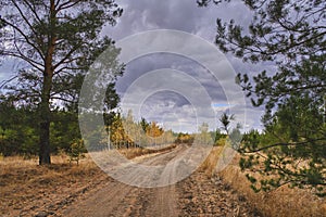 Country road in an autumn pine birch forest against backdrop dramatic clouds.