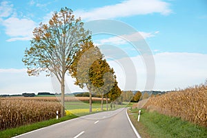 country road in autumnal rural landscape with brown cornfield and autumnal trees