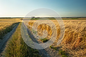 Country road and barley field, evening summer view, Staw, Lubelskie, Poland