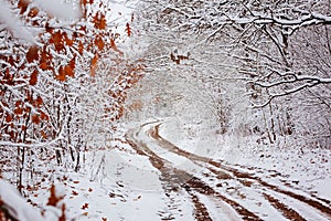 Country road with beautiful trees on the sides in winter day