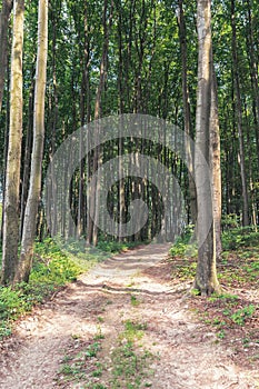 Country road through beech forest