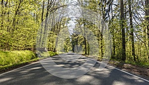 Country road in the beech forest