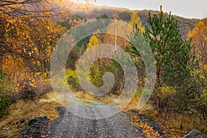 Country road and Birch forest in autumn with yellow leaves, Bulgaria countryside